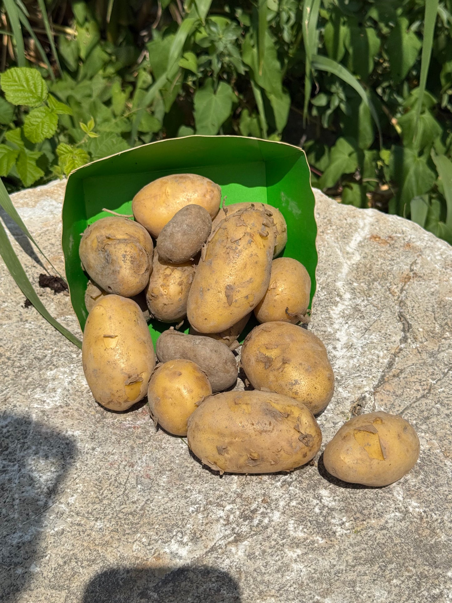 Pomme de Terre Nouvelle AB