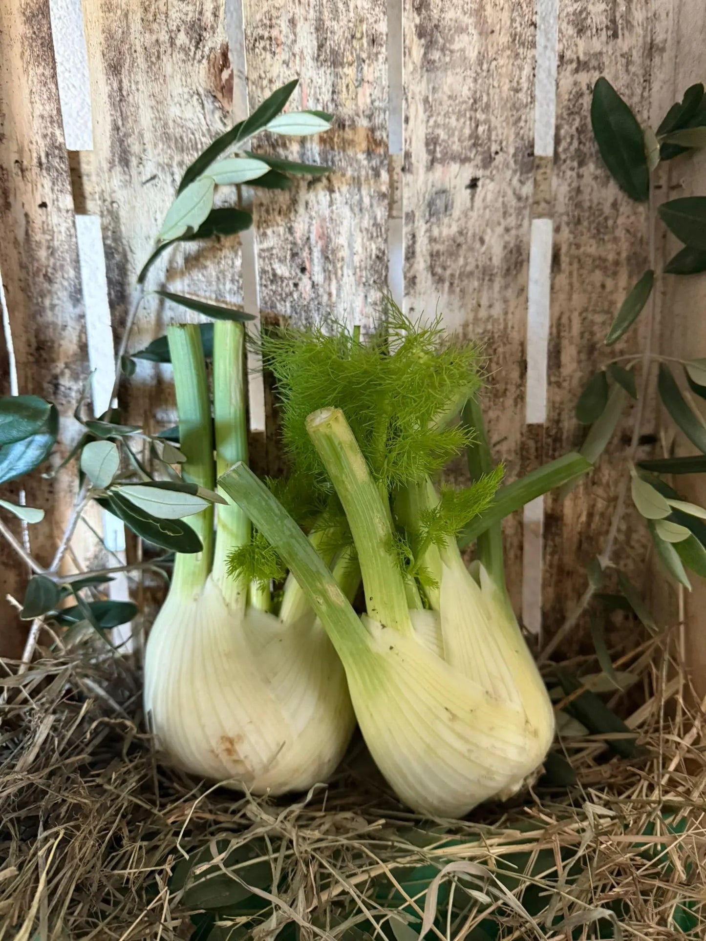 fenouille la josephine
