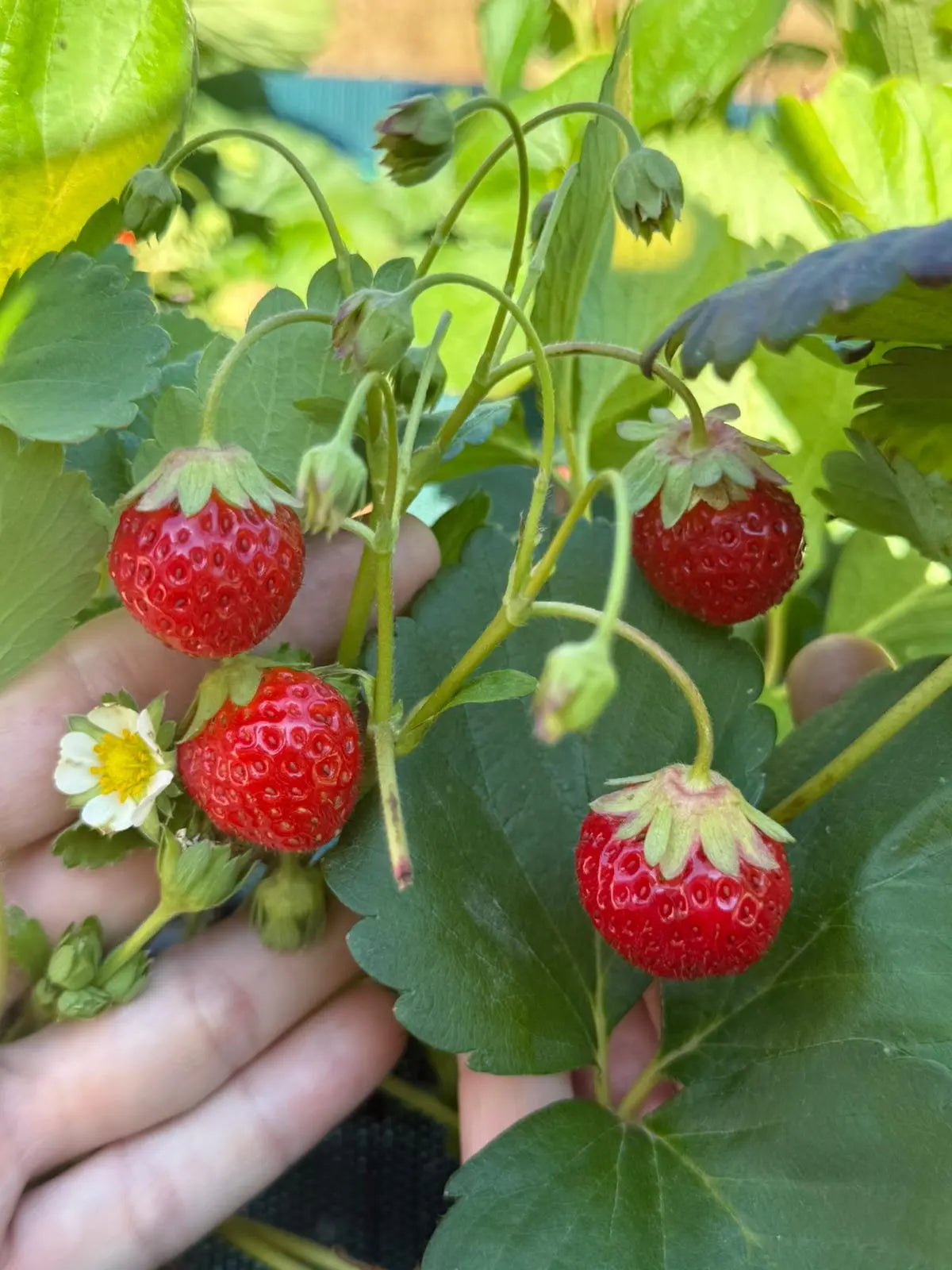 Fruits rouges frais cultivés par La Joséphine