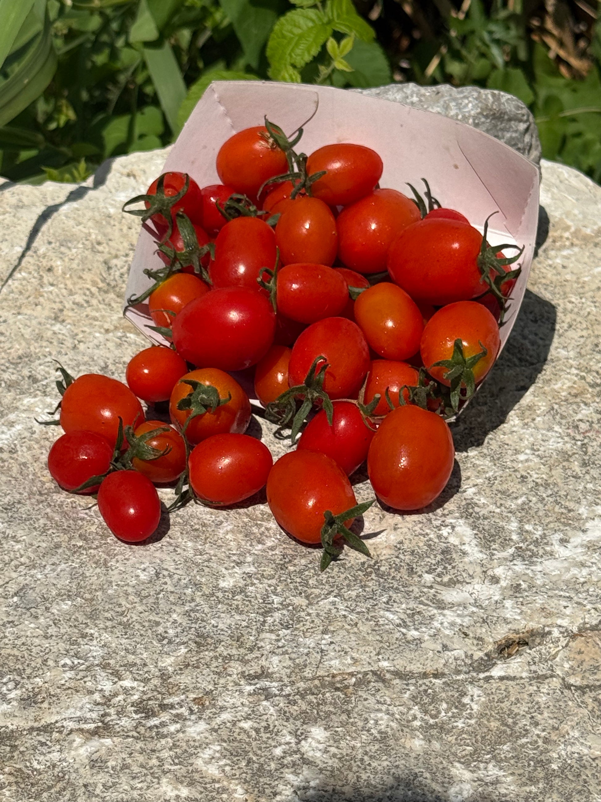 Barquette tomate cerise AB
