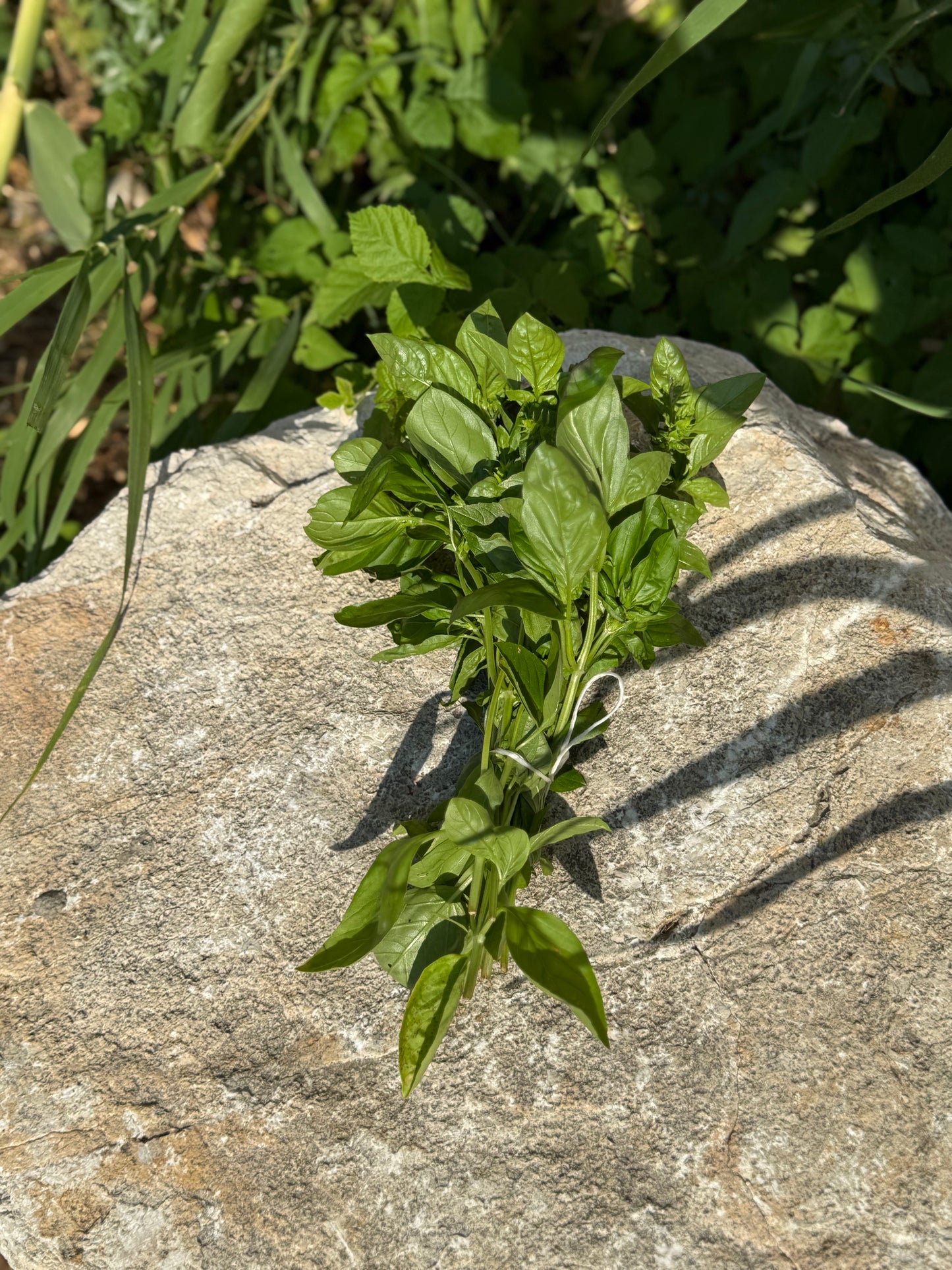 Botte Basilic AB