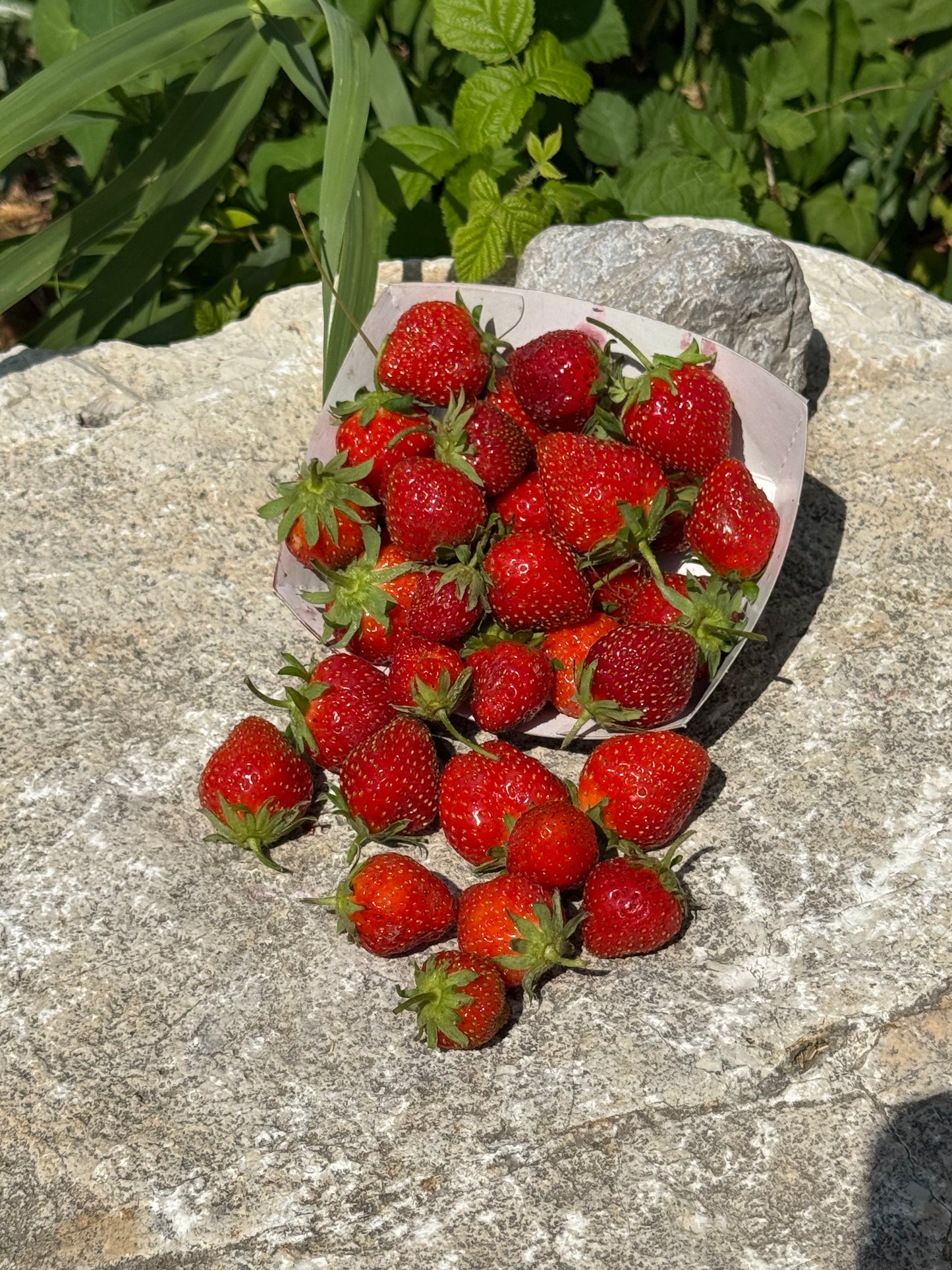Fraise des bois AB