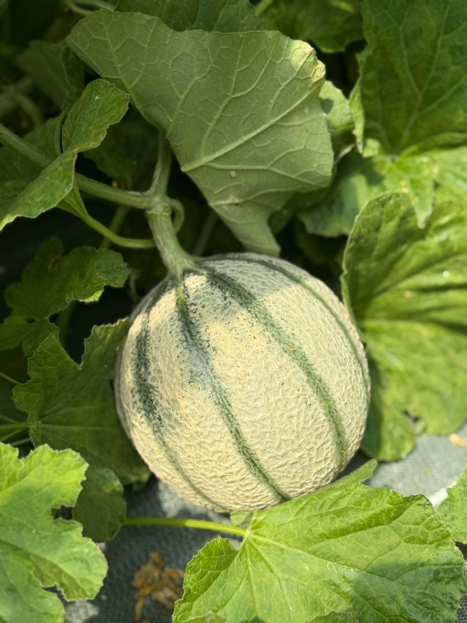 Melon AB