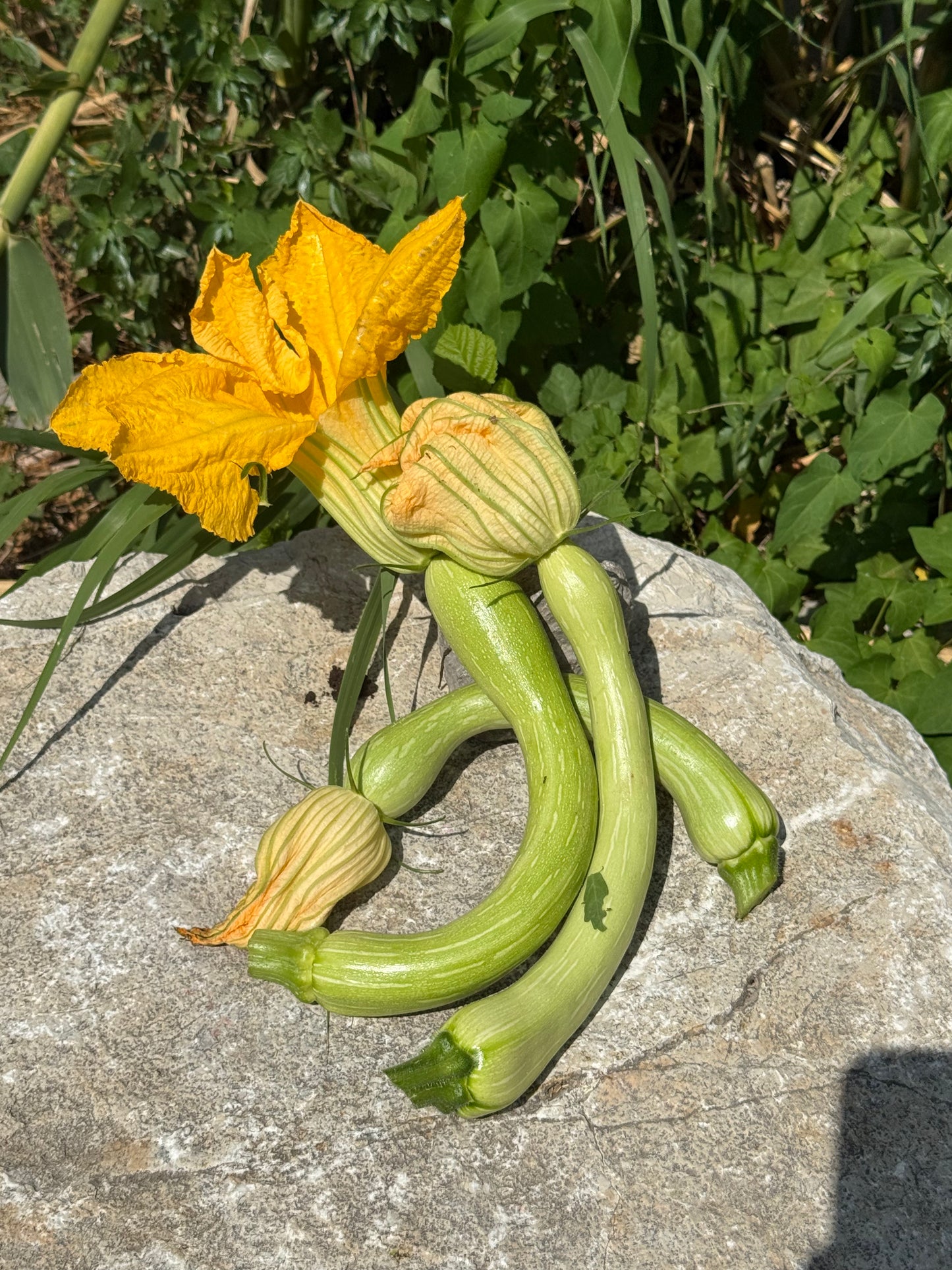 Courgette de Nice AB