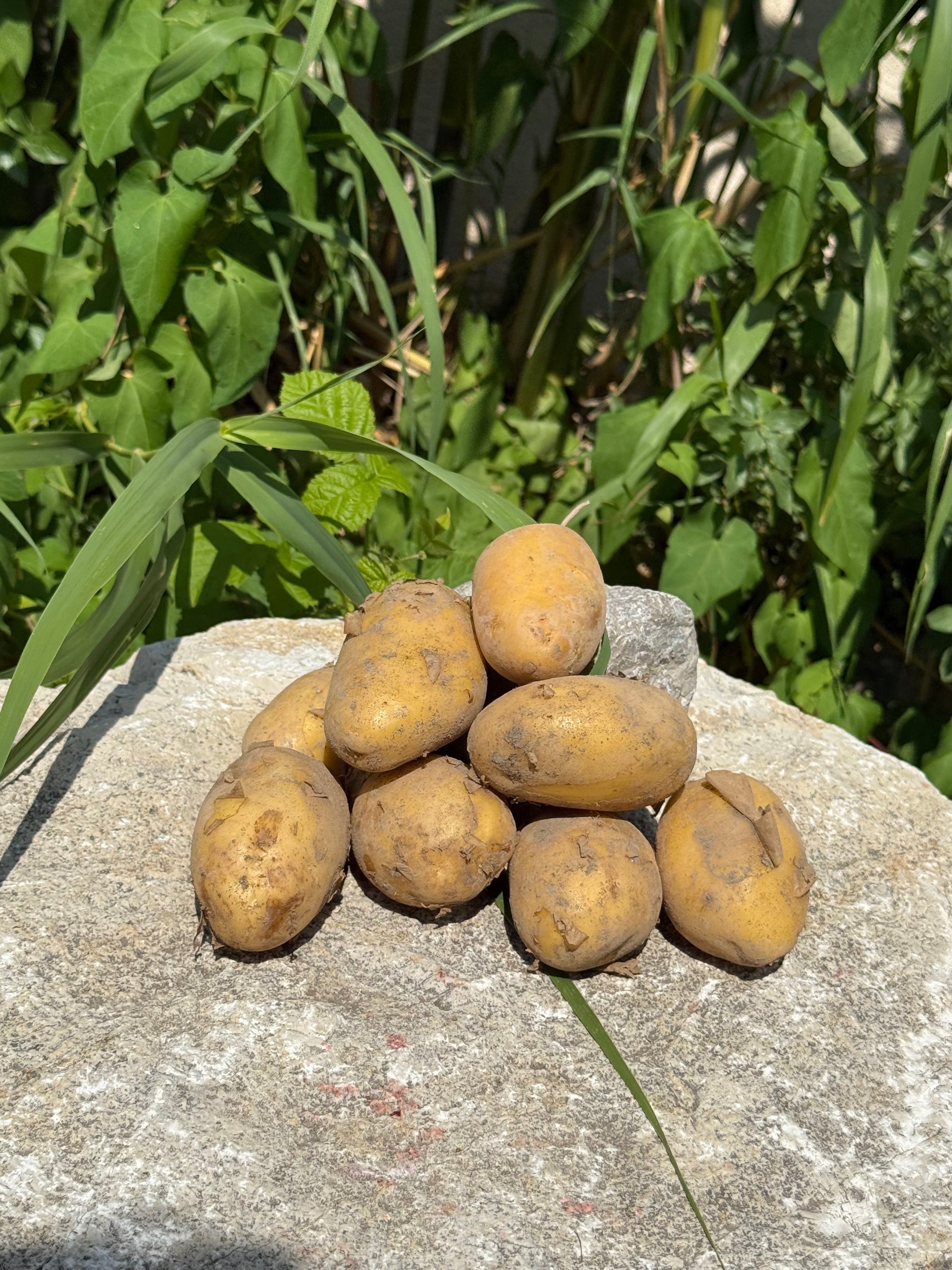 Pomme de terre nouvelle AB