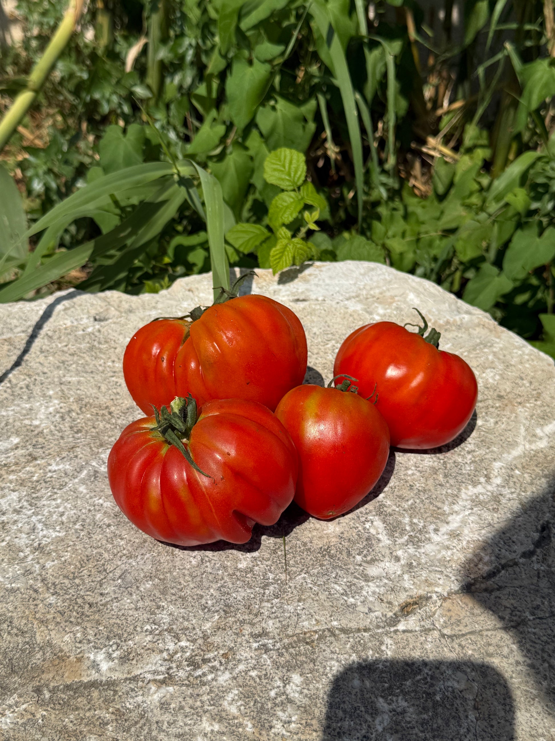 Tomate coeur de Boeuf AB
