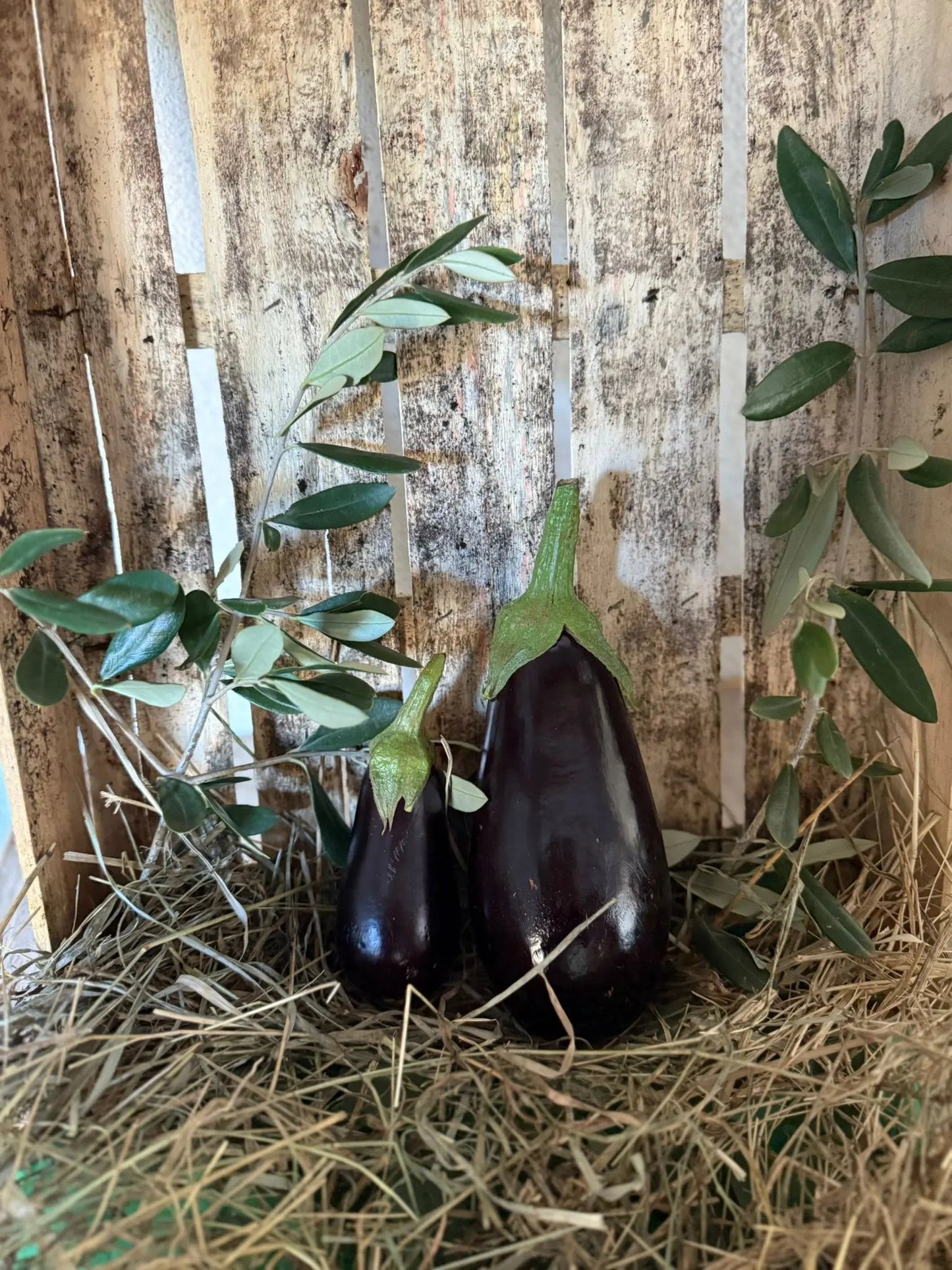aubergine la josephine