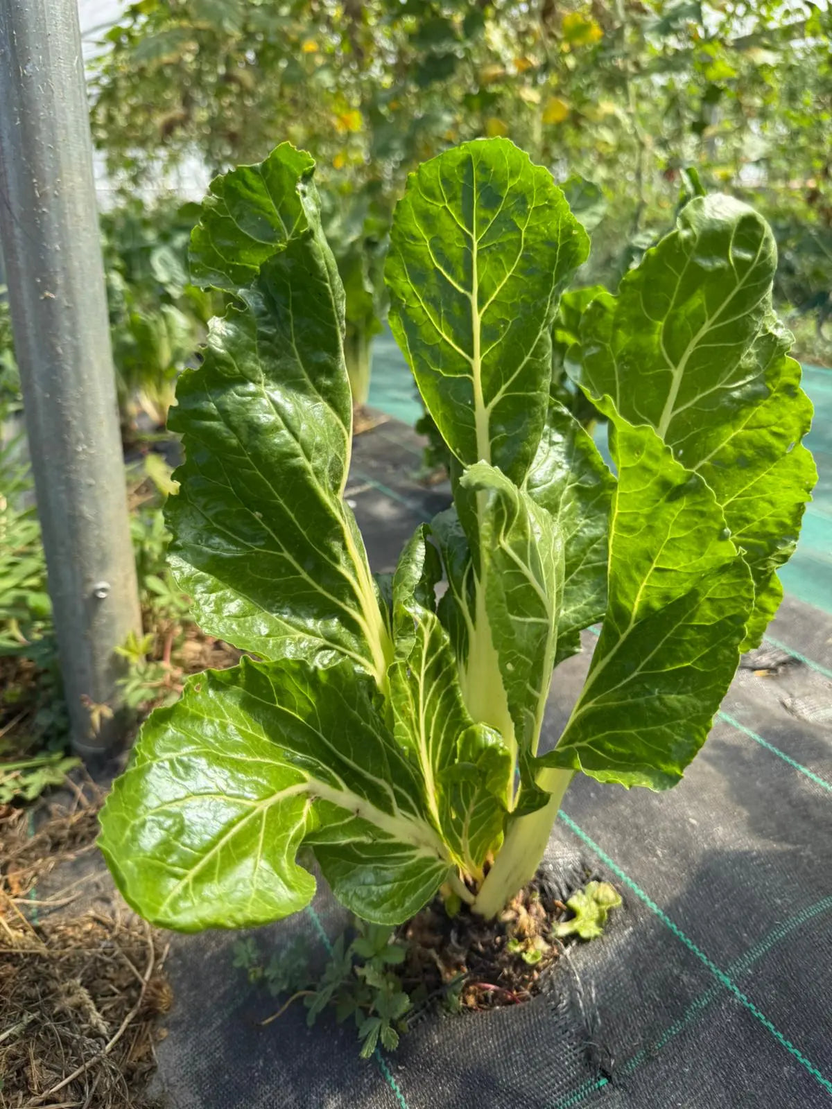 blettes du potager de la josephine