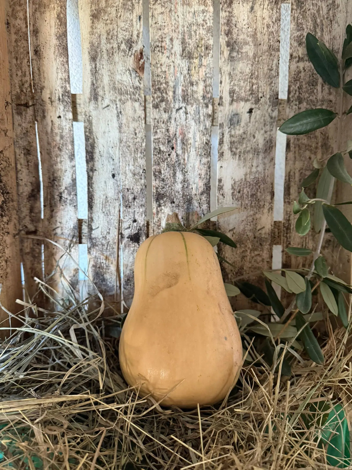 butternut du potager la josephine
