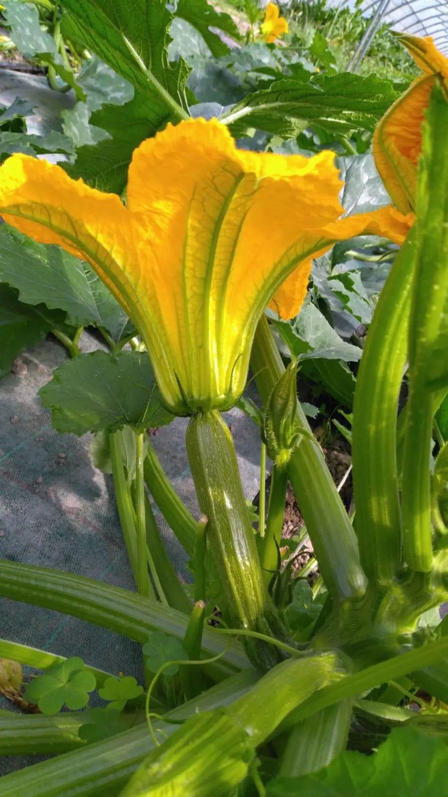 courgettes-bio-la-josephine