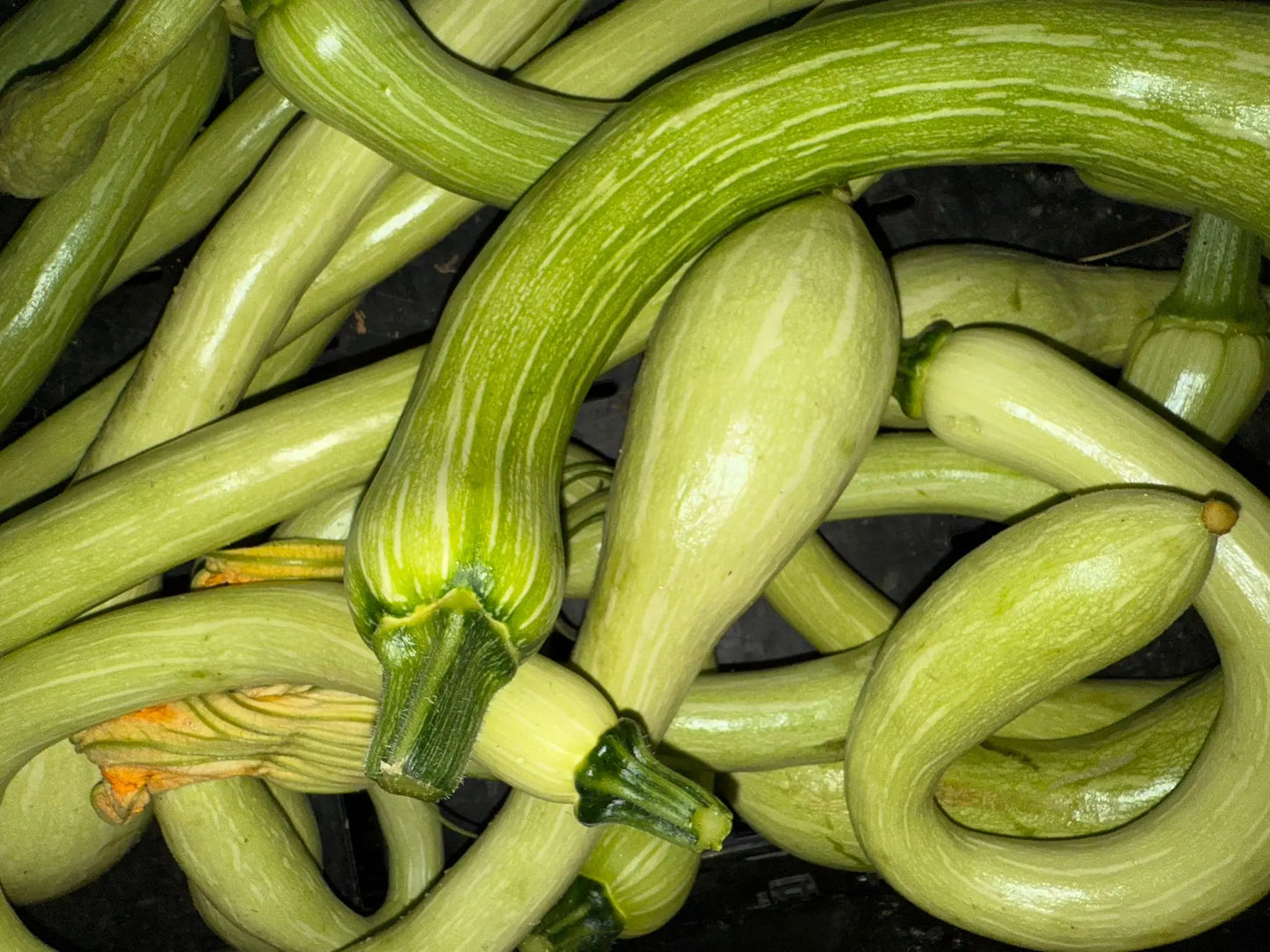 Les courgettes de Nice
