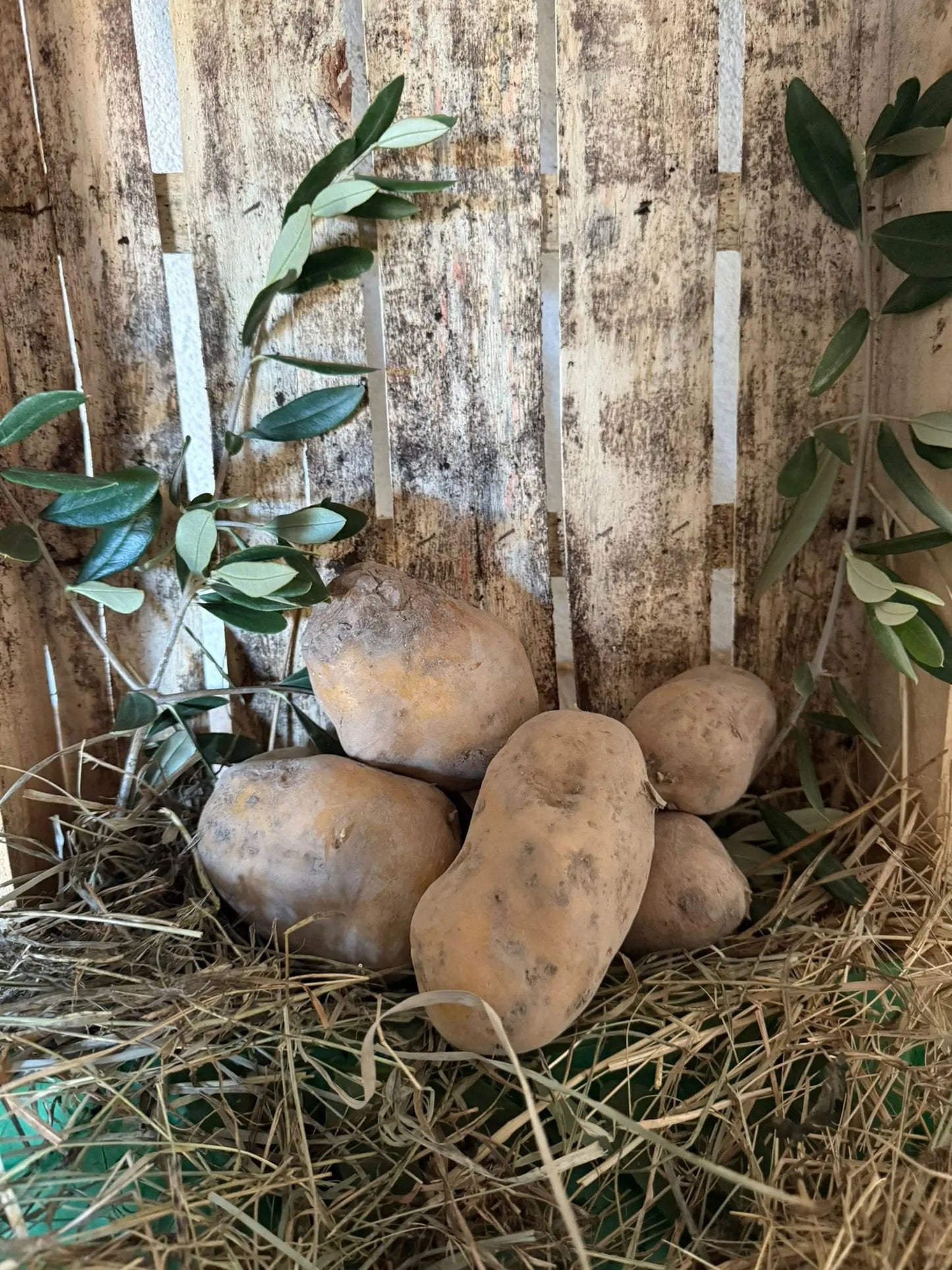 pomme de terre la josephine