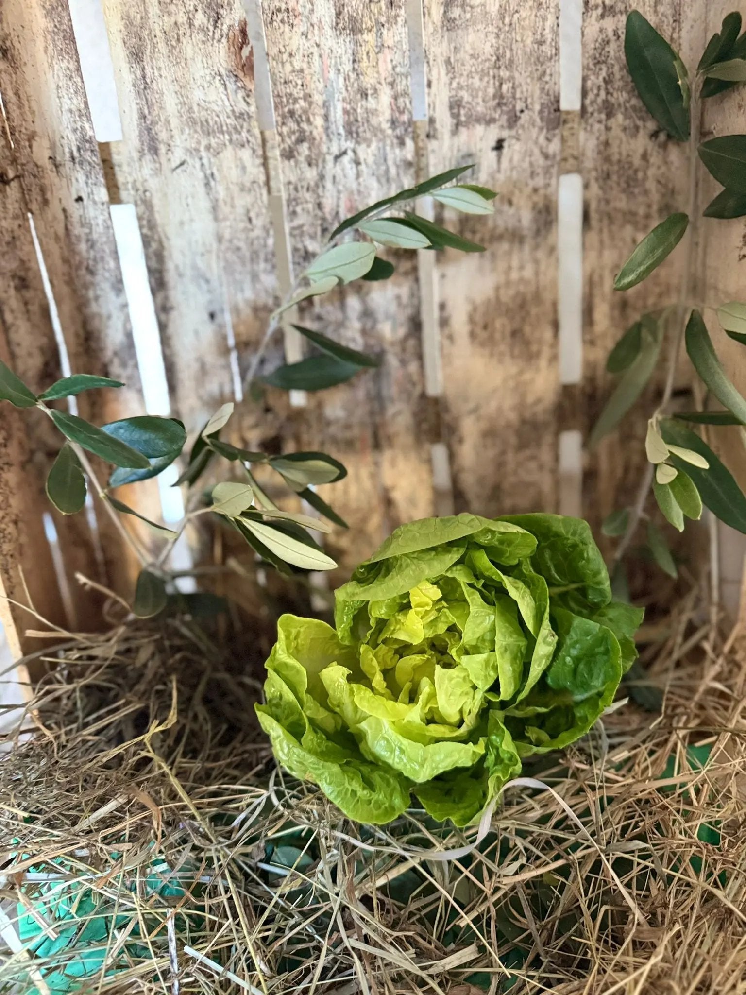 salade sucrine la josephine